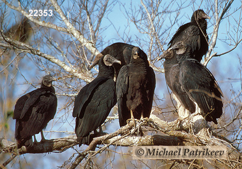 American Black Vulture (Coragyps atratus)